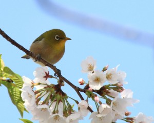 とりとさくら