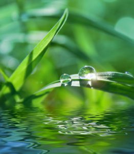 green background with grass