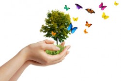 Hands holding a tree with butterflies - eco concept