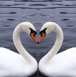 swans heart