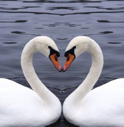 swans heart