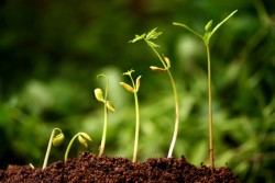 Six seedlings growing from soil