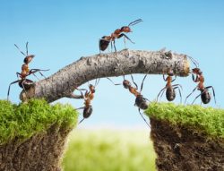 teamwork, team of ants costructing bridge