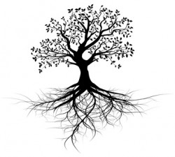 vecteur srie, arbre avec racines vectoriel noir