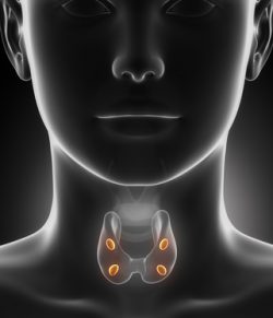 Parathyroid gland anatomy