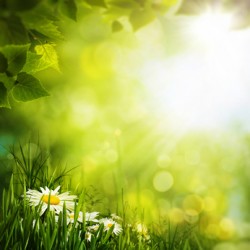 Daisy flowers on the meadow, seasonal backgrounds for your desi